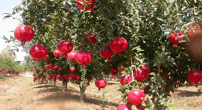 Bhagwa Pomegranate Makes Historic Export Debut in US Market!