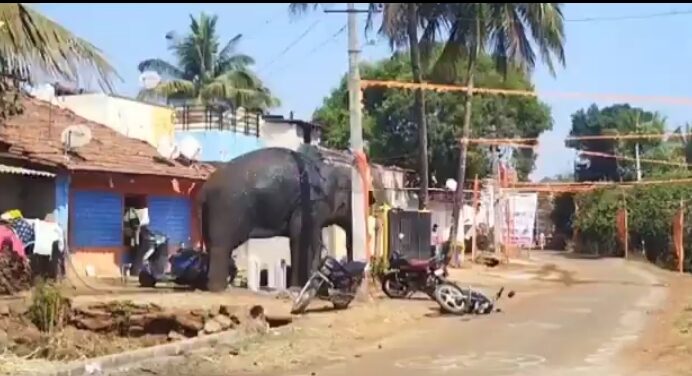 Wild Elephants Spark Panic in Belagavi on Friday : Watch Video