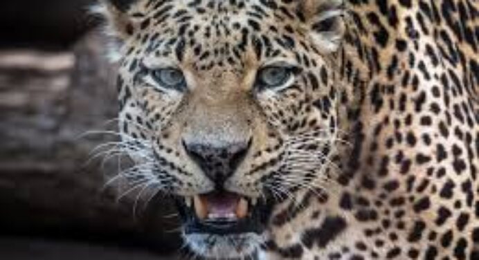 Breaking : Leopard Attack Kills 19 Goats in Shahuwadi, Kolhapur